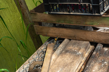 A snake is partially hidden under old wooden planks and mesh near crates and green plants in a...