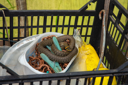 A snake is coiled inside a plastic container filled with garden clips, placed in a black crate among various tools in a rustic outdoor setting.の写真素材
