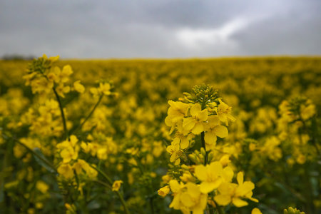 Close-up of vibrant yellow rapeseed flowers blooming in a vast field under a moody, overcast sky.の写真素材