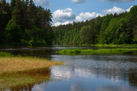 A flooded riverside meadow with lush green forest, calm reflective water, and puffy clouds drifting across a bright summer sky.の写真素材