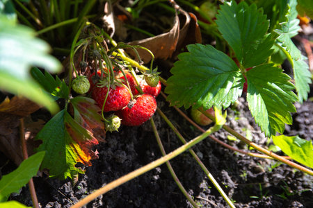 Cluster of ripe and unripe strawberries growing on a plant in garden soil, surrounded by green and autumn-tinted leaves in sunlight.の写真素材