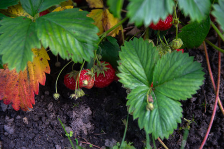Ripe red strawberries growing under green leaves in a garden, surrounded by soil and partially yellowing foliage.の写真素材