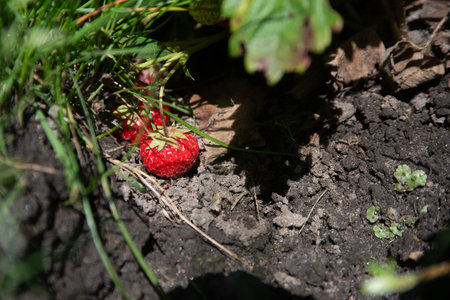 A ripe strawberry lies on dry garden soil, partially covered by grass and surrounded by plants and natural foliage in sunlight.の写真素材