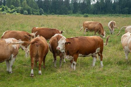A group of brown and white cows grazing and standing in a green field surrounded by forest on a summer day.の写真素材