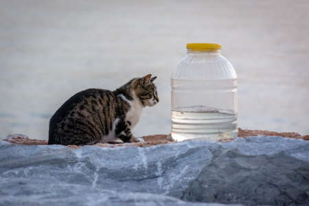 Cat playing with a fish near the sea of Marmaraの写真素材