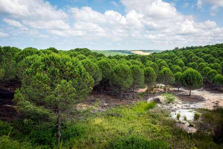 Landscape of pine tree forrest in the montains. Turkeyの写真素材