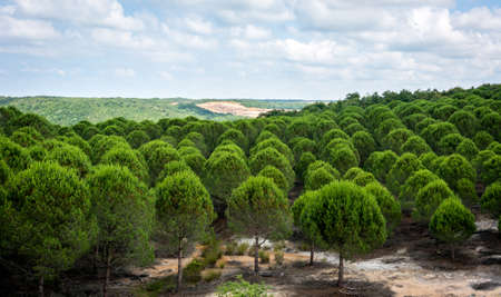 Pine Tree Forrest in the Montains of Turkeyの写真素材
