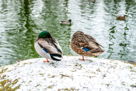 Mallard duck couple on the snowの写真素材