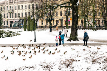 Riga, Latvia - February 20, 2016: People are feeding ducks in park of Riga downtown in Latviaのeditorial素材