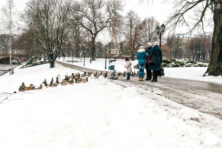 Riga, Latvia - February 20, 2016: People are feeding ducks in park of Riga downtown in Latviaのeditorial素材