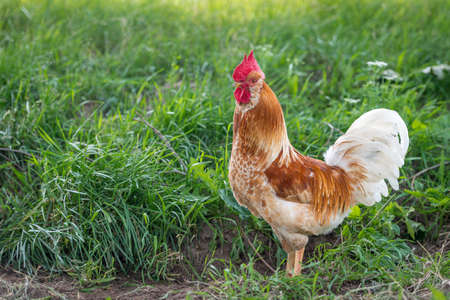 Rooster from the ecological chicken farmの写真素材