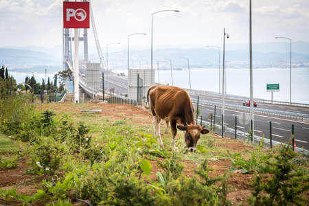 Kocaeli, Turkey - September 03, 2016: New bull is grazing grass near the newly constructed Osman Gazi Bridge which is crossing the sea of Marmara from Kocaeli, Turkey.のeditorial素材