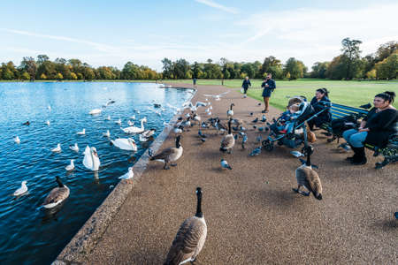 London, United Kingdom - October 17, 2016: People are feeding birds in Kensington Gardens outside of Kensington Palace in London, Englandのeditorial素材