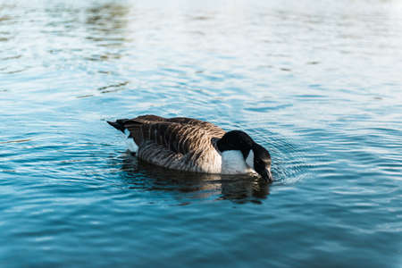 Brown duck floating on the pond waterの写真素材