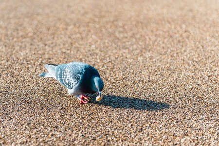 Pigeon walking on the road and eating bread in Londonの写真素材