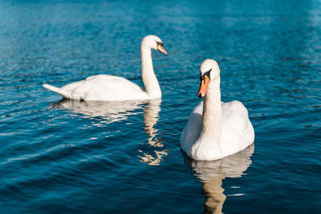 Swans in London, Kensington Gardensの写真素材