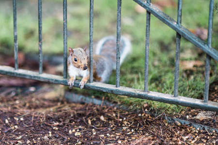 Cute squirrel in the parkの写真素材