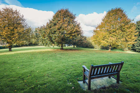 Trees and bench  in the park in fallの写真素材