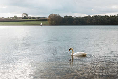 Swan in Rutland Water Park in Englandの写真素材