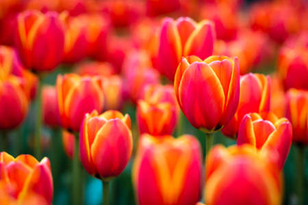 Red tulips from Istanbul Tulip festivalの写真素材