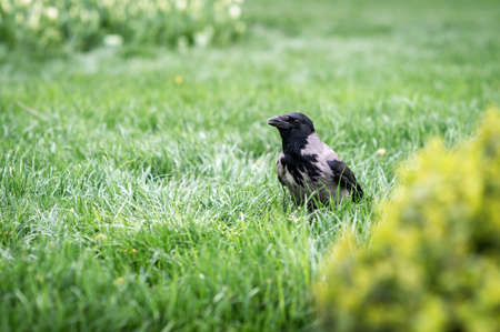 Hooded crow (Corvus cornix) walking on the grass in a parkの写真素材
