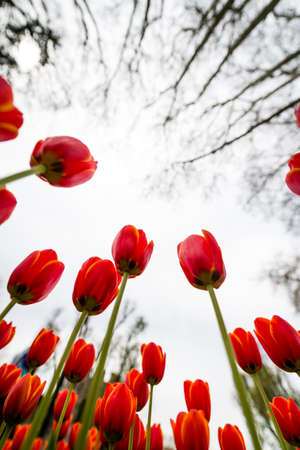 Tulips during the Istanbul Tulip festivalの写真素材