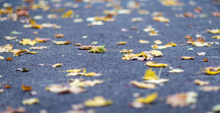 Yellow, orange autumn leaves on asphalt. Fall background.の写真素材