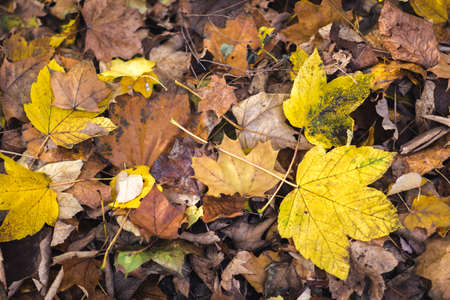 Yellow, orange and brown autumn leaves on the grass in a park. Fall background.の写真素材