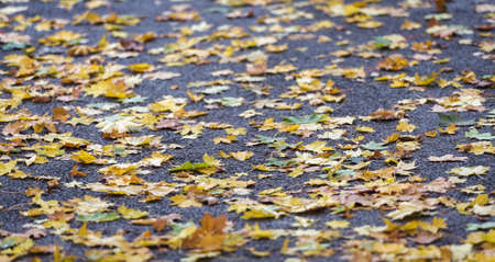 Yellow, orange autumn leaves on asphalt. Fall background.