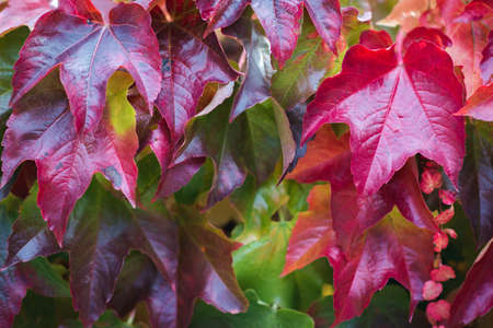 Red autumn leaves. Fall background. Autumn leaves in a park.