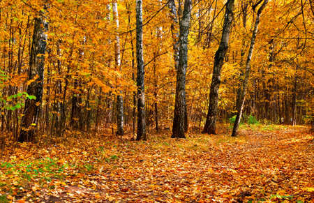 Beautiful autumnal park with colorful maple leaves covering the groundの写真素材