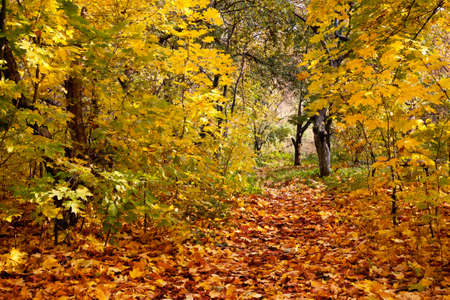 Beautiful autumnal park with colorful maple leaves covering the groundの写真素材
