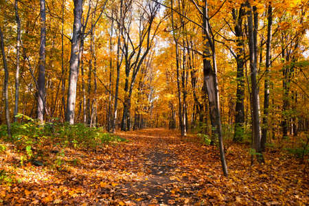 Beautiful autumnal park with colorful maple leaves covering the groundの写真素材