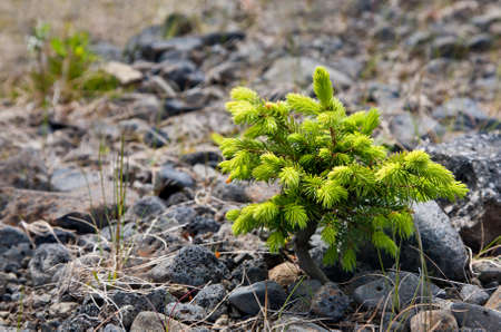 Small nothern spruce growing through the stonesの写真素材