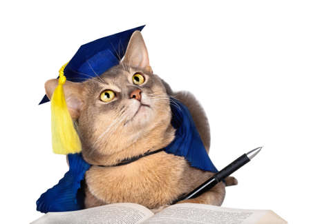 Abyssinian cat in graduation cap and gown with pen and book isolated on whiteの写真素材
