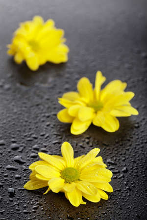 Three yellow daisies with water drops on black backgroundの写真素材