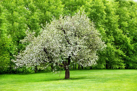 Solitary blooming appletreeの写真素材
