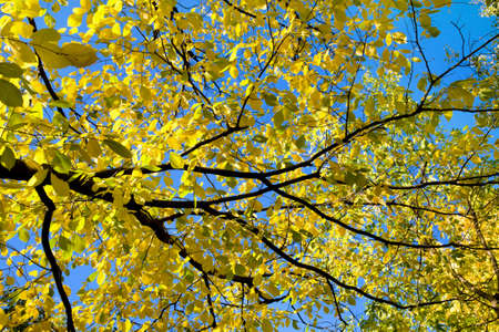 Yellow autumn leaves over blue sky backgroundの写真素材