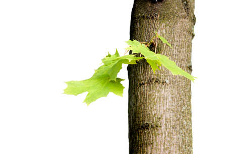 Maple tree with green leaves isolated on whiteの写真素材
