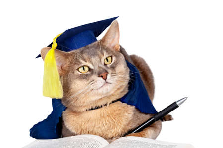 Abyssinian cat in graduation cap and gown isolated on whiteの写真素材