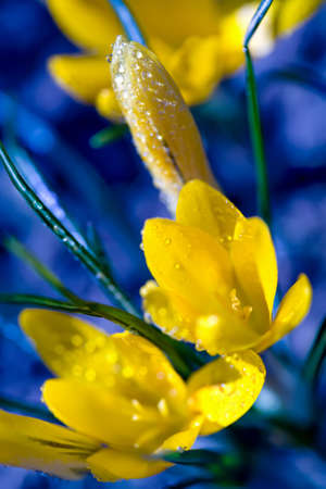 Yellow crocuses with morning dewdrops on blue background (image with shallow depth of field)の写真素材