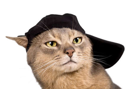 Abyssinian cat in baseball cap isolated on whiteの写真素材