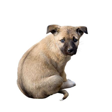 Puppy isolated on whiteの写真素材