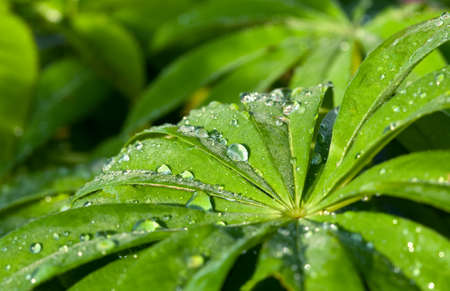 Fresh green leaves with water drops