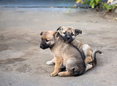 Two homeless sad puppies in the street