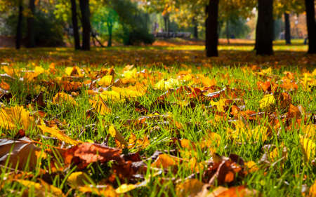 Autumnal leaves in the park  Natural background の写真素材