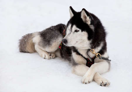 Siberian husky dog lying on snowの写真素材