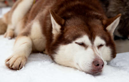 Red siberian husky dog sleeping on a snowの写真素材