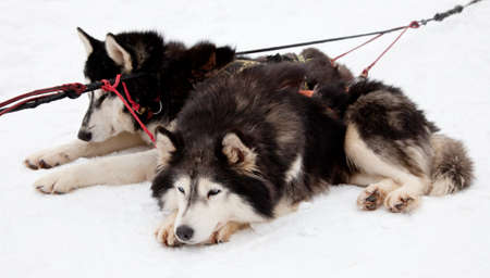 Two Siberian huskies lying on snowの写真素材