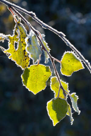 Aspen leaves covered with frost. Seasonal nature concept.の写真素材